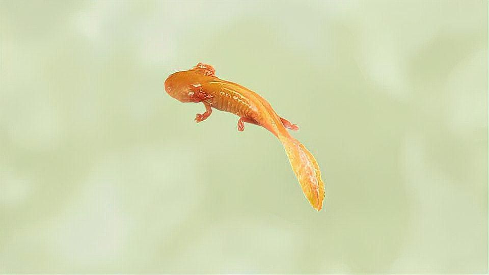 六角龍魚是蠑螈嗎，六角恐龍魚：一種長著恐龍模樣的小蠑螈