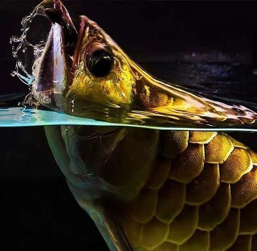 哪種龍魚最有收藏價值？，哪種龍魚最有收藏價值