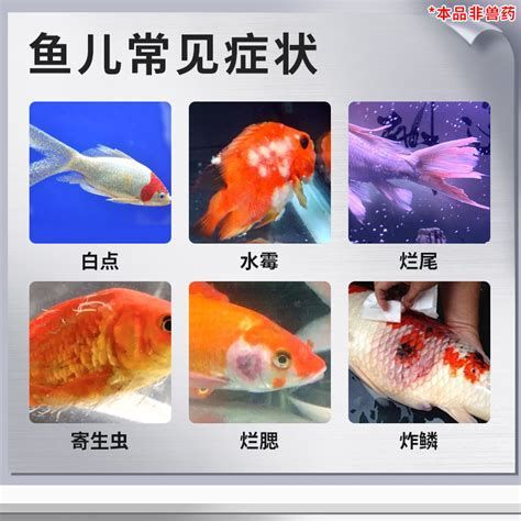 魚爛鰭爛尾怎么治，魚爛鰭爛尾怎么治爛尾怎么治爛鰭爛尾的治療核心在于