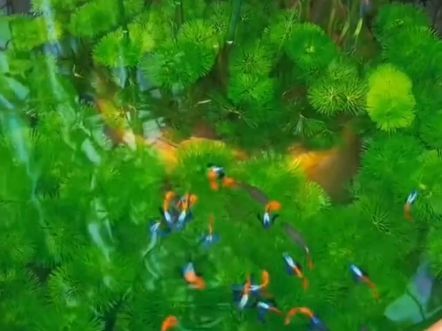 魚爛鰭爛尾怎么治，魚爛鰭爛尾怎么治爛尾怎么治爛鰭爛尾的治療核心在于