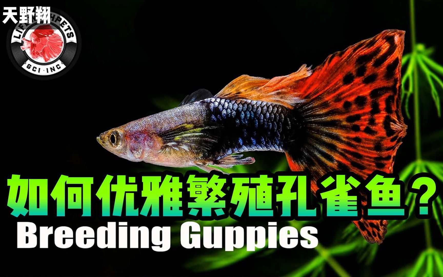 孔雀魚繁殖時(shí)需要哪些條件，孔雀魚的繁殖方法 孔雀魚繁殖時(shí)需要哪些條件，孔雀魚的繁殖方法 龍魚百科 第2張