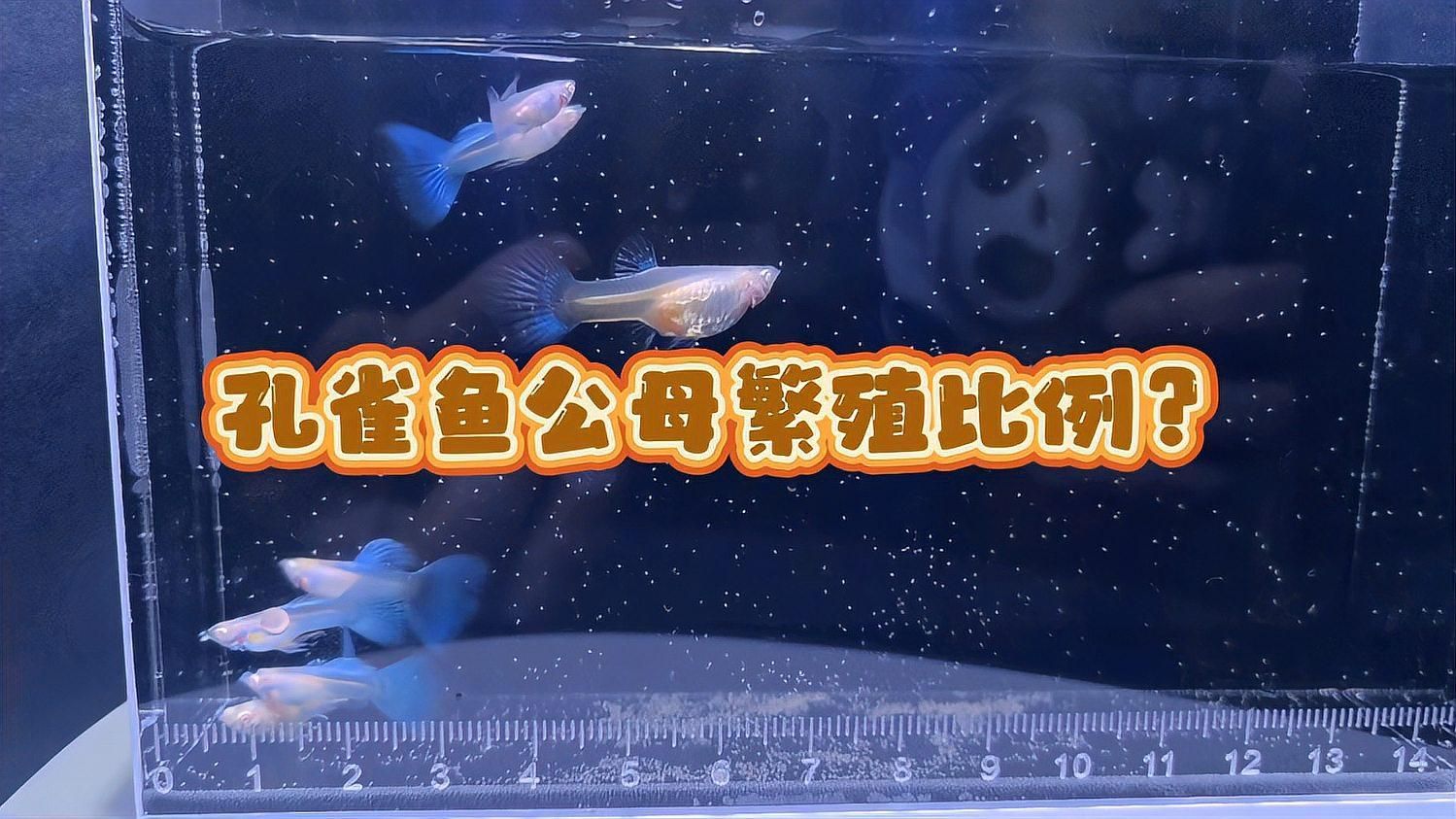 孔雀魚繁殖時需要哪些條件，孔雀魚的繁殖方法