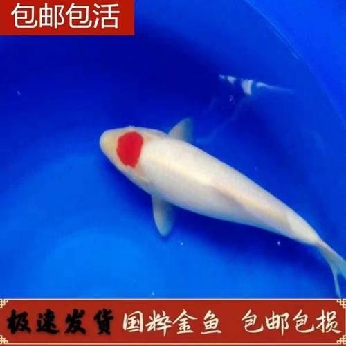 丹頂錦鯉的市場價格如何，丹頂錦鯉市場價格走勢，白子黑帝王魟魚養殖技術要點