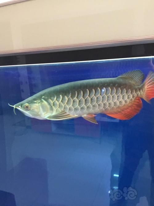金龍魚(yú)高背與過(guò)背哪個(gè)更有價(jià)值？，金龍魚(yú)過(guò)背與高背的區(qū)別