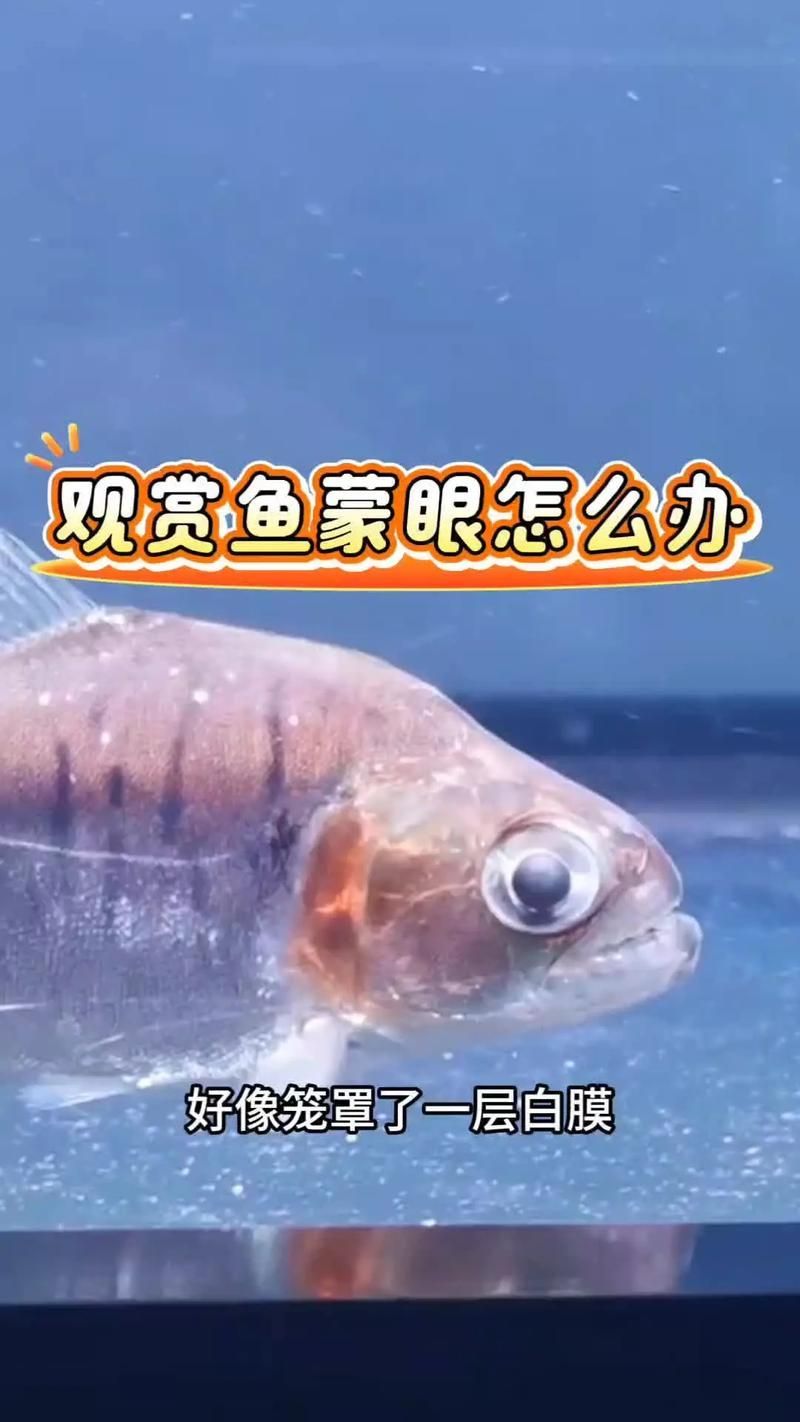 如何預防觀賞魚蒙眼病，觀賞魚“蒙眼病預防全攻略：觀賞魚蒙眼病預防全攻略