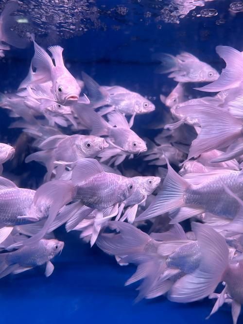 給我一些觀賞魚的圖片，常見觀賞魚飼養指南 給我一些觀賞魚的圖片，常見觀賞魚飼養指南 龍魚百科 第12張