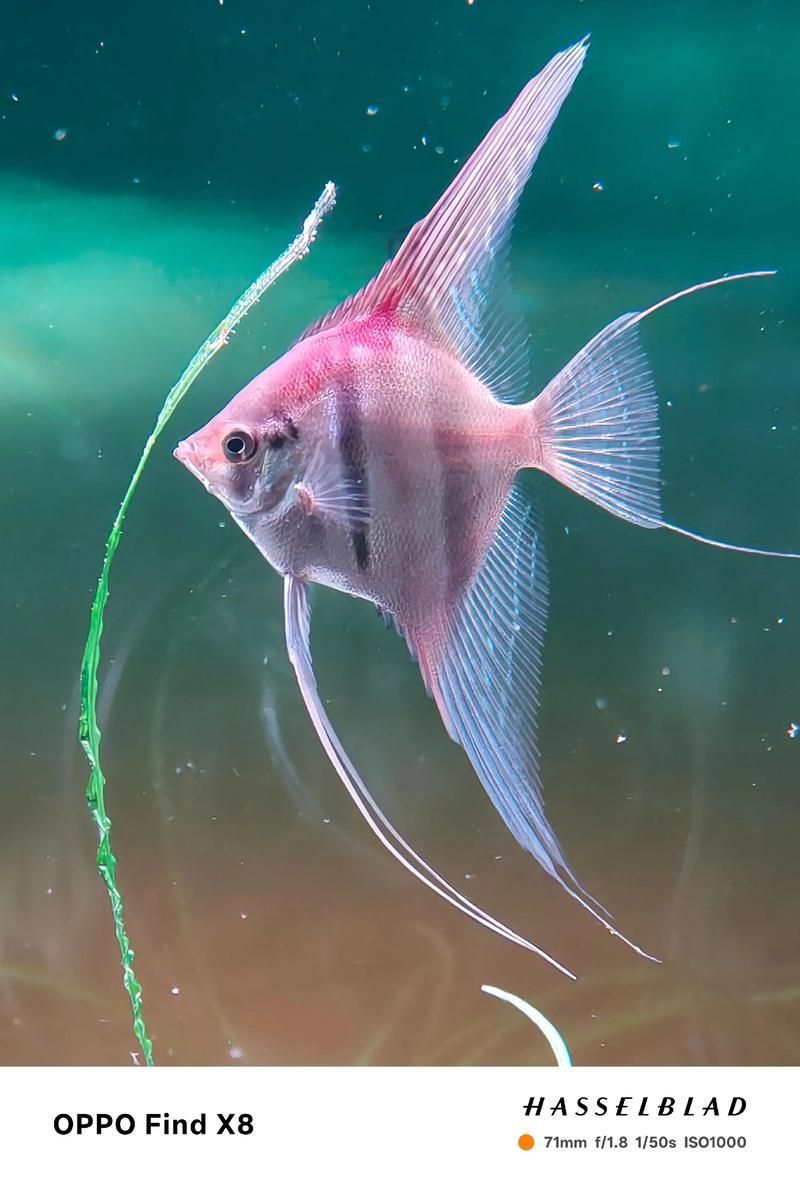 給我一些觀賞魚的圖片，常見觀賞魚飼養指南 給我一些觀賞魚的圖片，常見觀賞魚飼養指南 龍魚百科 第4張