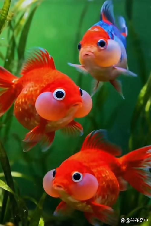 給我一些觀賞魚的圖片，常見觀賞魚飼養指南 給我一些觀賞魚的圖片，常見觀賞魚飼養指南 龍魚百科 第15張