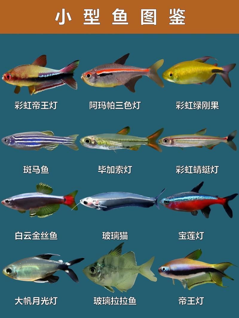 給我一些觀賞魚的圖片，常見觀賞魚飼養指南 給我一些觀賞魚的圖片，常見觀賞魚飼養指南 龍魚百科 第10張