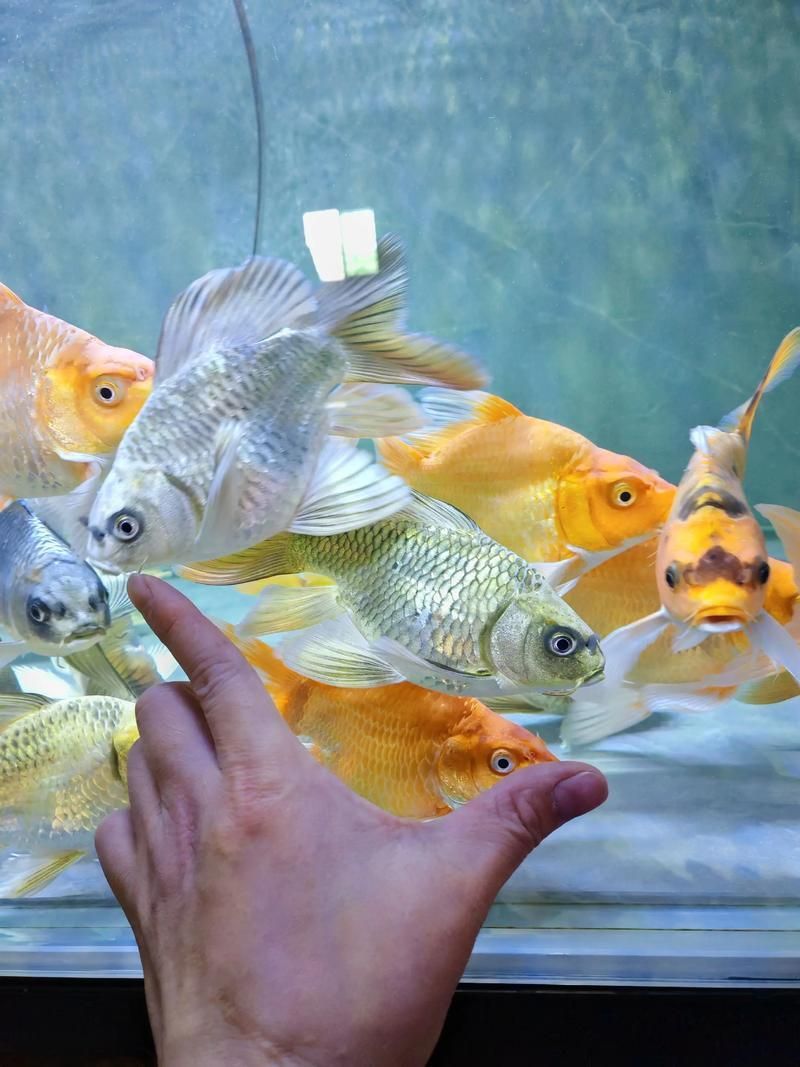 給我一些觀賞魚的圖片，常見觀賞魚飼養指南 給我一些觀賞魚的圖片，常見觀賞魚飼養指南 龍魚百科 第21張