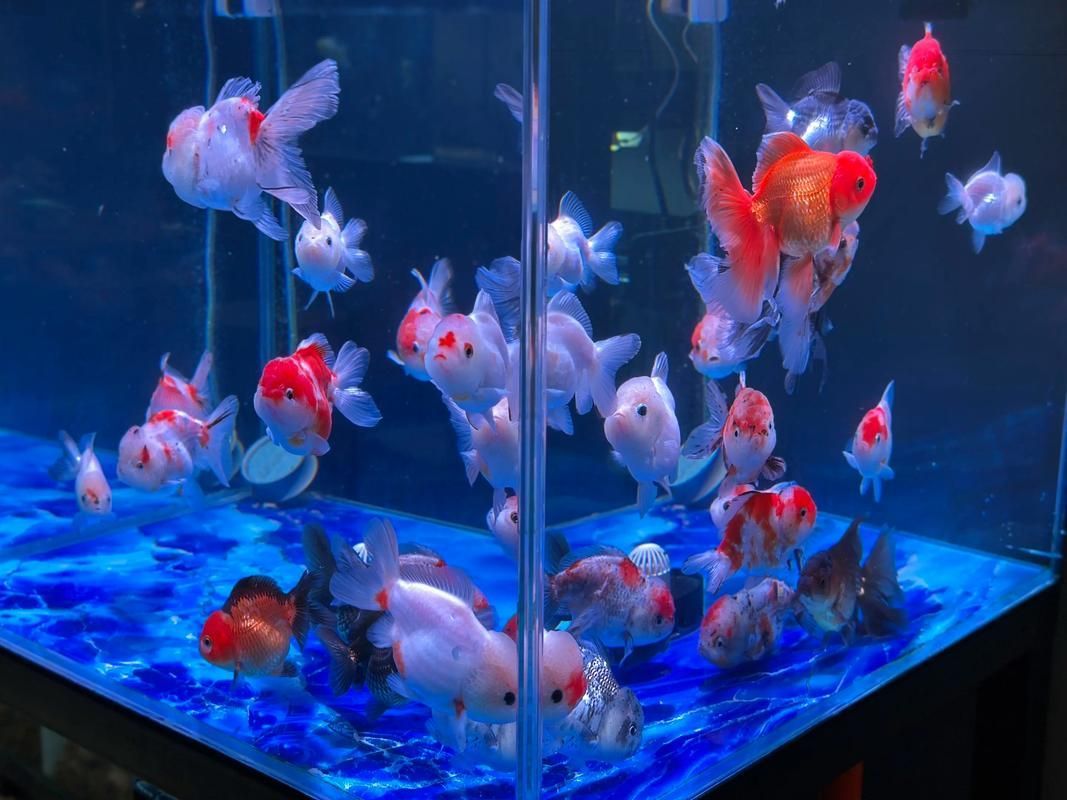 給我一些觀賞魚的圖片，常見觀賞魚飼養指南 給我一些觀賞魚的圖片，常見觀賞魚飼養指南 龍魚百科 第23張