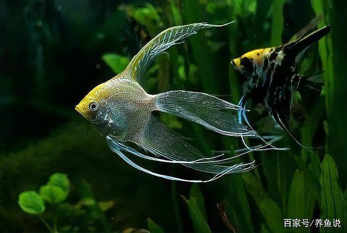 如何預防龍魚爛尾病的發(fā)生，權(quán)威水族愛好者指南和專業(yè)養(yǎng)殖龍魚爛尾病的系統(tǒng)性預防指南