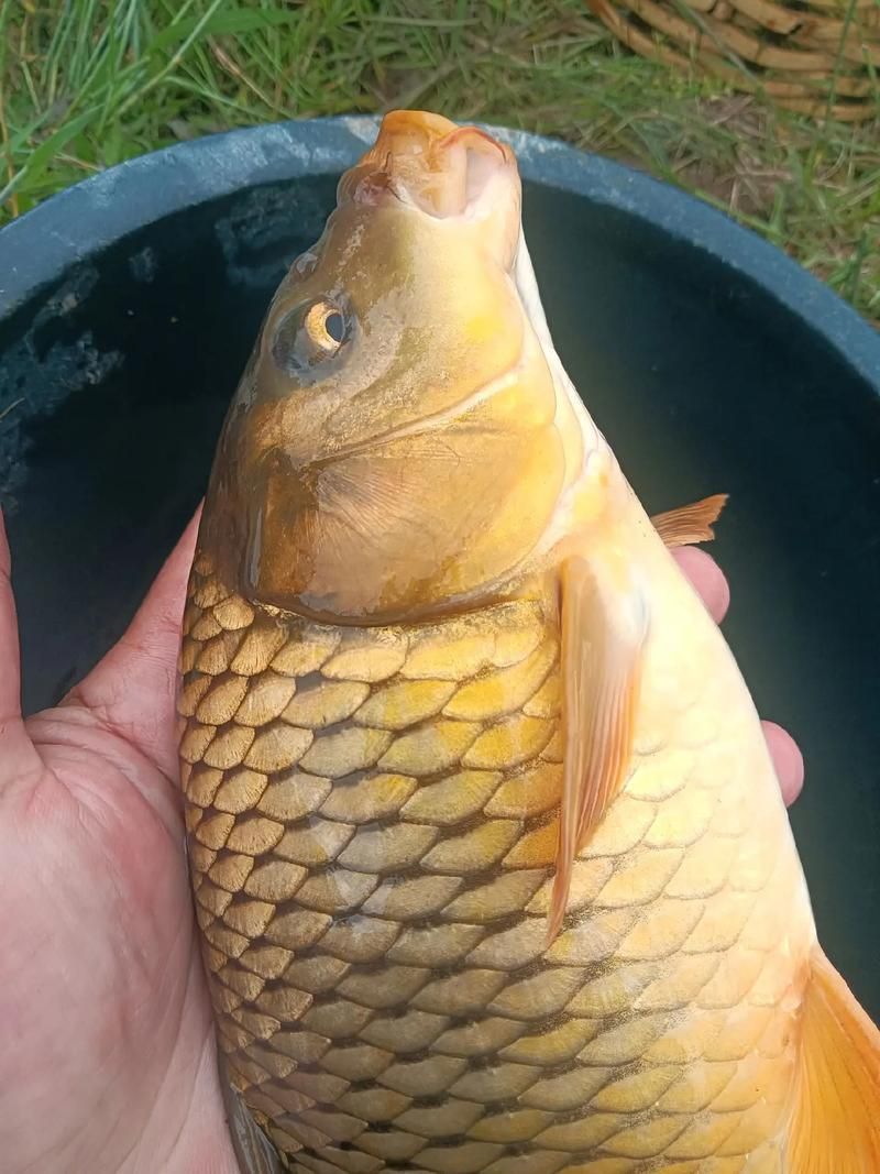 哪里可以購買到正宗的大田龍魚？，吉首市大田龍魚類養殖場已注銷，如何辨別大田龍魚的真偽