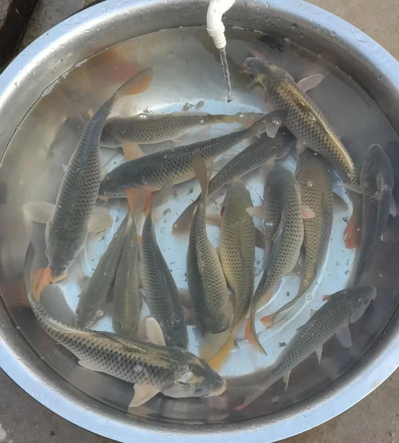哪里可以購買到正宗的大田龍魚？，吉首市大田龍魚類養殖場已注銷，如何辨別大田龍魚的真偽