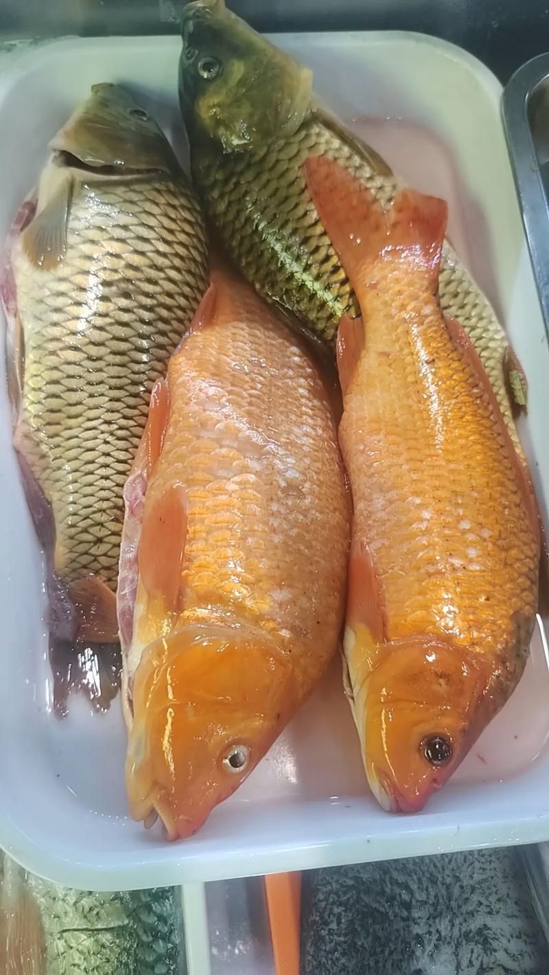 哪里可以購買到正宗的大田龍魚？，吉首市大田龍魚類養殖場已注銷，如何辨別大田龍魚的真偽