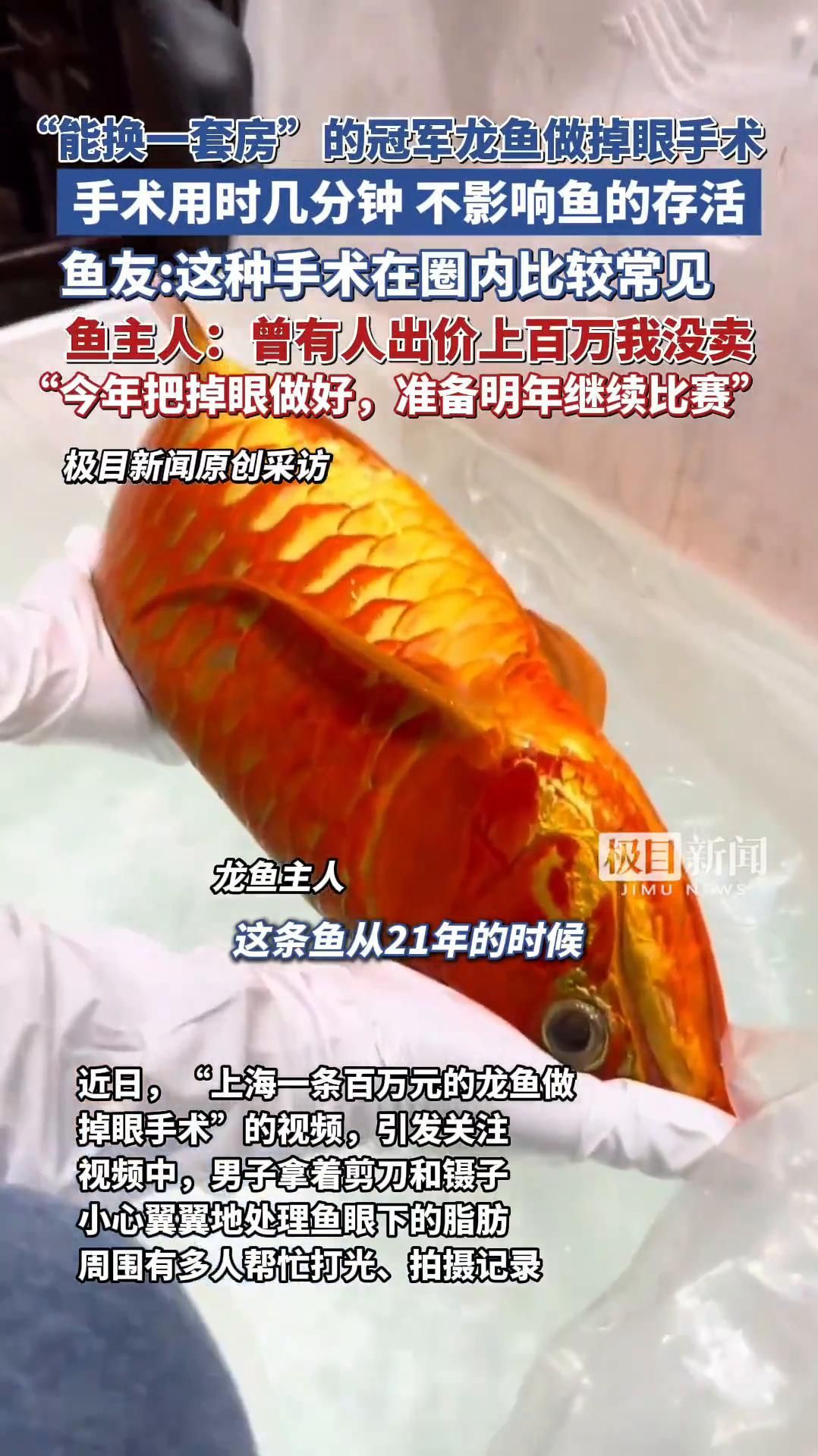 手術矯正龍魚單側掉眼的成功率有多高？，龍魚單側掉眼手術的成功率有多高？