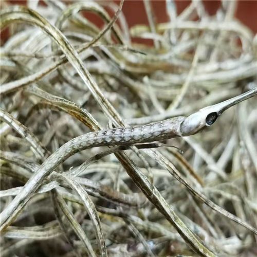 給我推薦一些高質量的海龍魚干品牌，海龍魚干品牌推薦：海龍魚干品牌海龍魚干品牌推薦