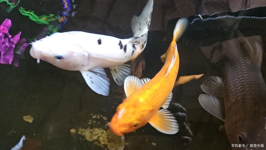 錦鯉趴缸如何急救，關于錦鯉趴缸的急救