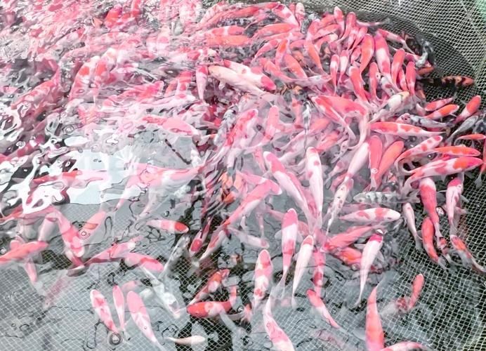 錦鯉趴缸如何急救，關于錦鯉趴缸的急救
