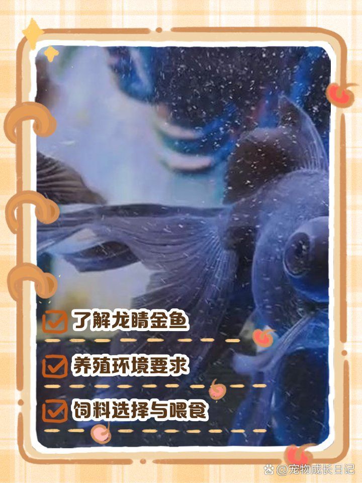如何科學飼養龍睛魚，科學飼養龍睛魚