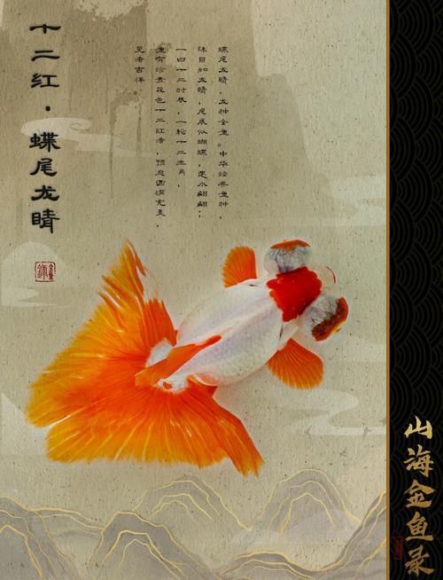 如何科學飼養龍睛魚，科學飼養龍睛魚