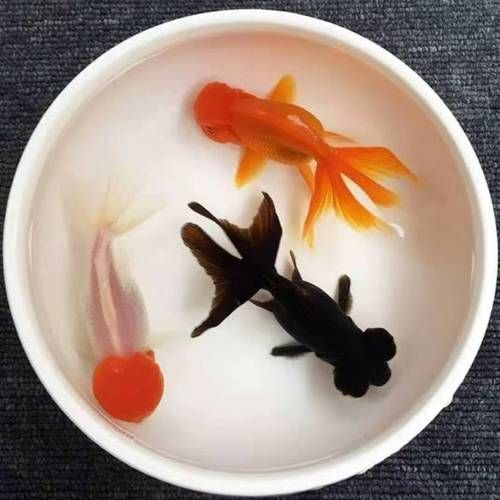 如何科學飼養龍睛魚，科學飼養龍睛魚