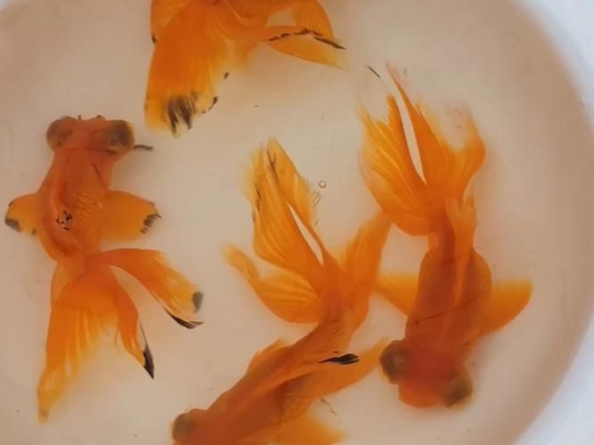 如何科學飼養龍睛魚，科學飼養龍睛魚