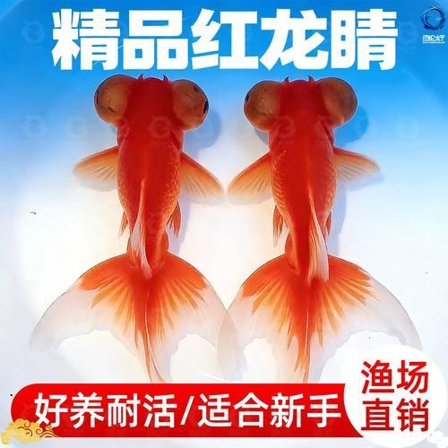 如何科學飼養龍睛魚，科學飼養龍睛魚