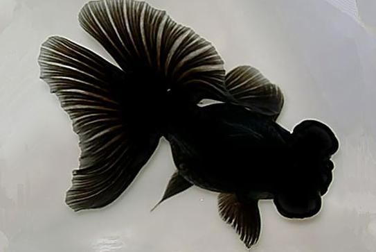 如何科學飼養龍睛魚，科學飼養龍睛魚
