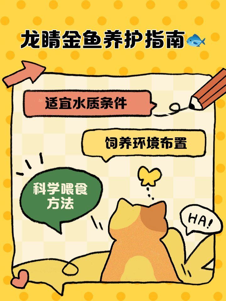 如何科學飼養龍睛魚，科學飼養龍睛魚