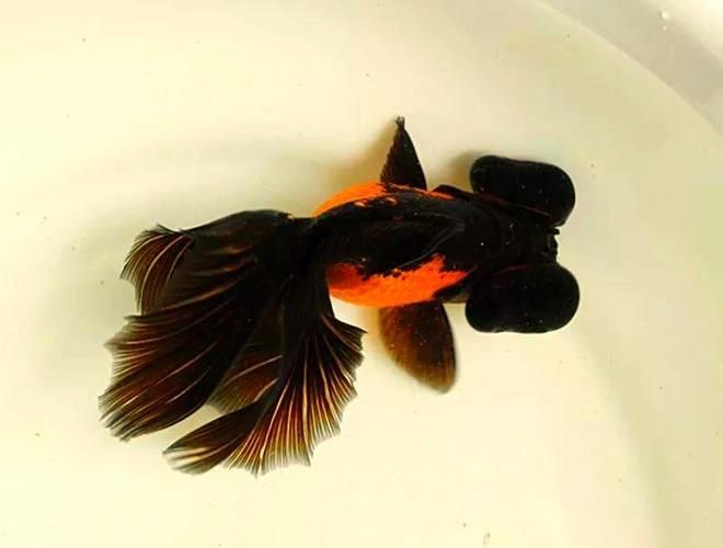 如何科學飼養龍睛魚，科學飼養龍睛魚