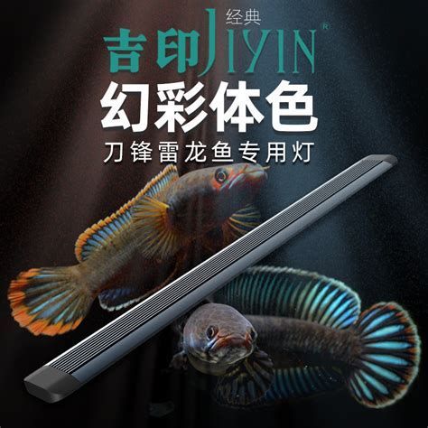詳解（1000字和配圖）龍魚鸚鵡魚增色燈哪個品牌最好？，詳解龍魚鸚鵡魚增色燈哪個品牌最好龍魚鸚鵡魚增色燈哪個品牌最好