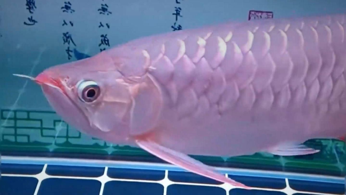 龍魚哪個品種最珍貴？，全球最貴觀賞魚：紅龍魚價格揭秘