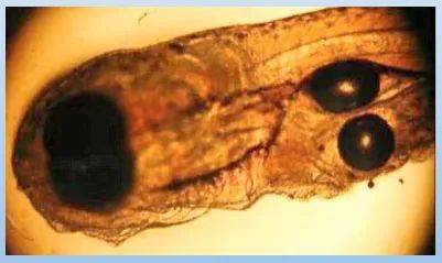 詳解（1000字和配圖）龍魚魚鰓起泡會死亡嗎？，龍魚魚鰓起泡會死亡嗎