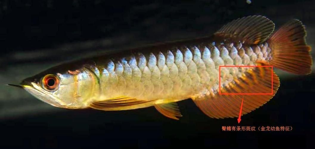 如何鑒別龍魚的真?zhèn)魏推焚|(zhì)？，如何鑒別龍魚的真?zhèn)魏推焚|(zhì)