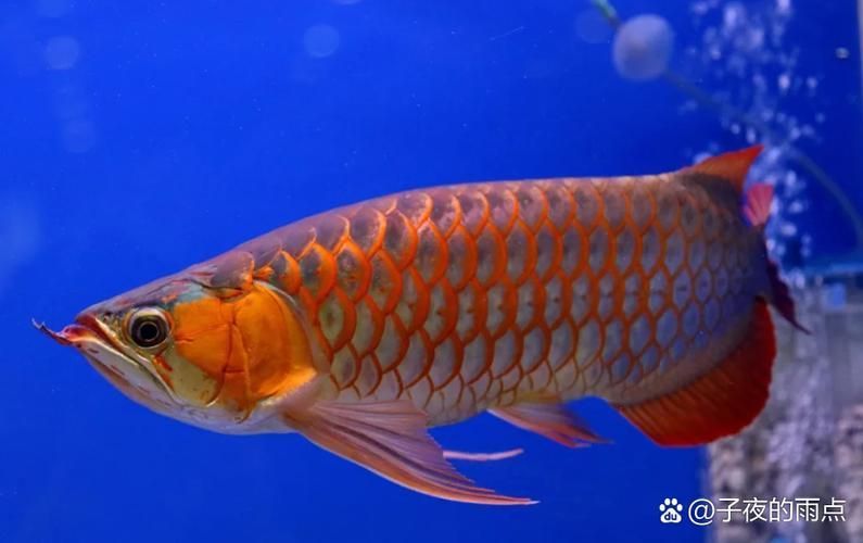 如何鑒別龍魚的真?zhèn)魏推焚|(zhì)？，如何鑒別龍魚的真?zhèn)魏推焚|(zhì)