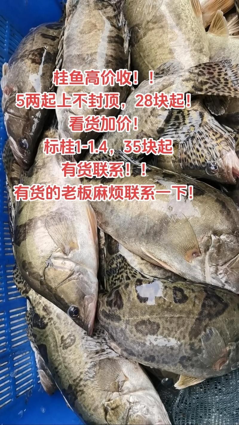 桂魚的市場價格是多少，桂魚市場價格波動，廣州沙園市場價格集中在60元/公斤