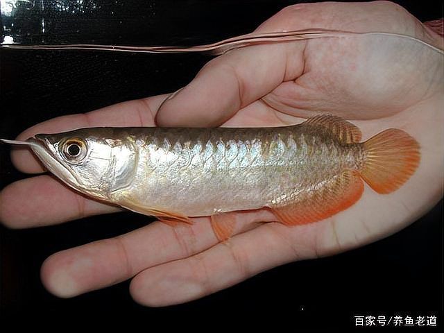 魚缸尺寸過大有哪些具體問題，魚缸尺寸過大帶來的具體領域均衡思考完成魚缸尺寸問題