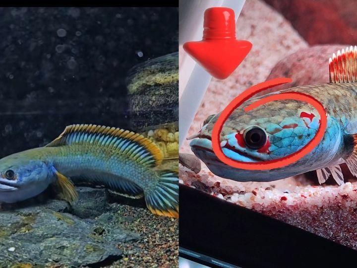 哪些顏色適合搭配龍魚缸？，龍魚缸顏色搭配方案表格