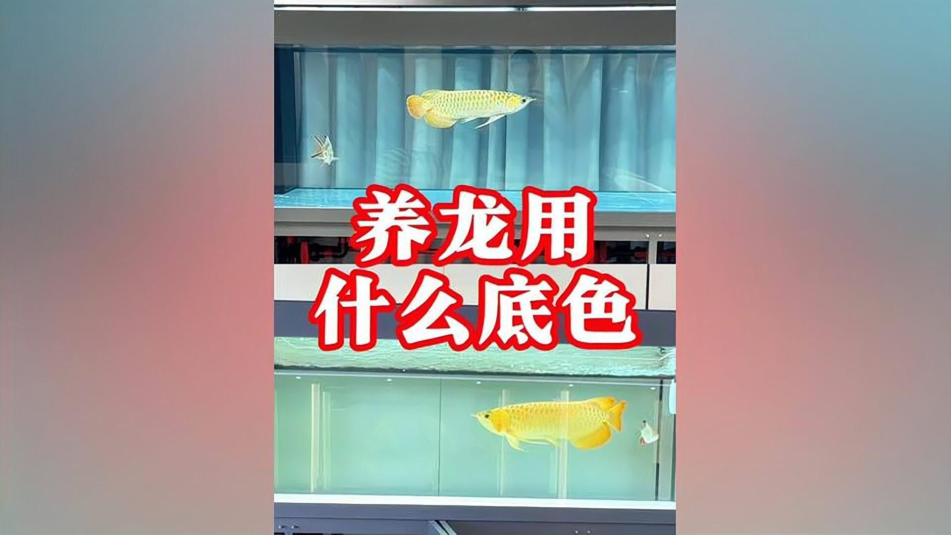 哪些顏色適合搭配龍魚(yú)缸？，龍魚(yú)缸顏色搭配方案表格