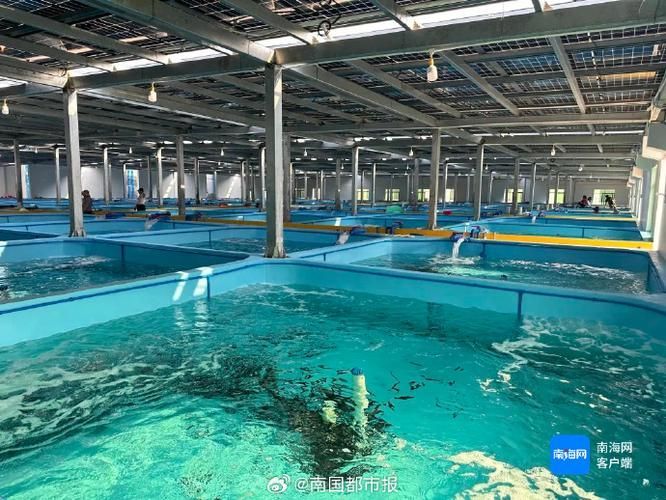 東源龍魚的養殖技術有哪些？，東源龍魚的養殖技術