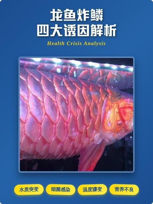 再給我幾張龍魚炸鱗的圖片示例，如何預防龍魚炸鱗 再給我幾張龍魚炸鱗的圖片示例，如何預防龍魚炸鱗 龍魚百科 第6張