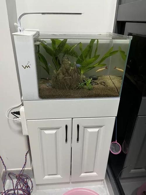 如何為新手選擇適合的魚缸，新手養魚不知道魚缸怎么選