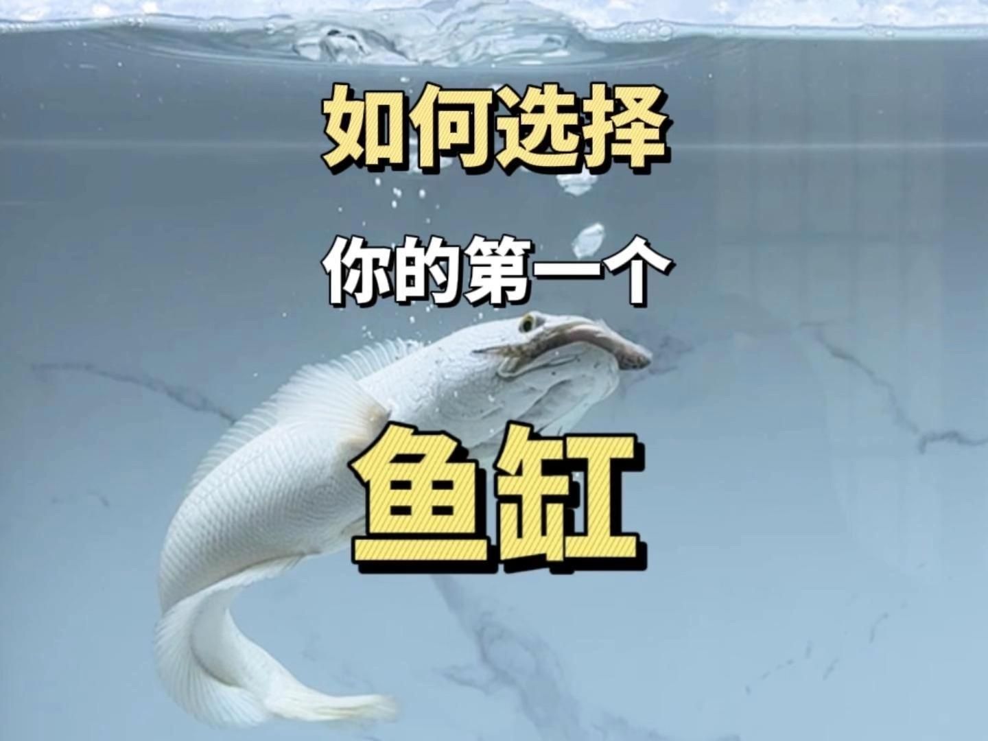 如何為新手選擇適合的魚缸，新手養魚不知道魚缸怎么選