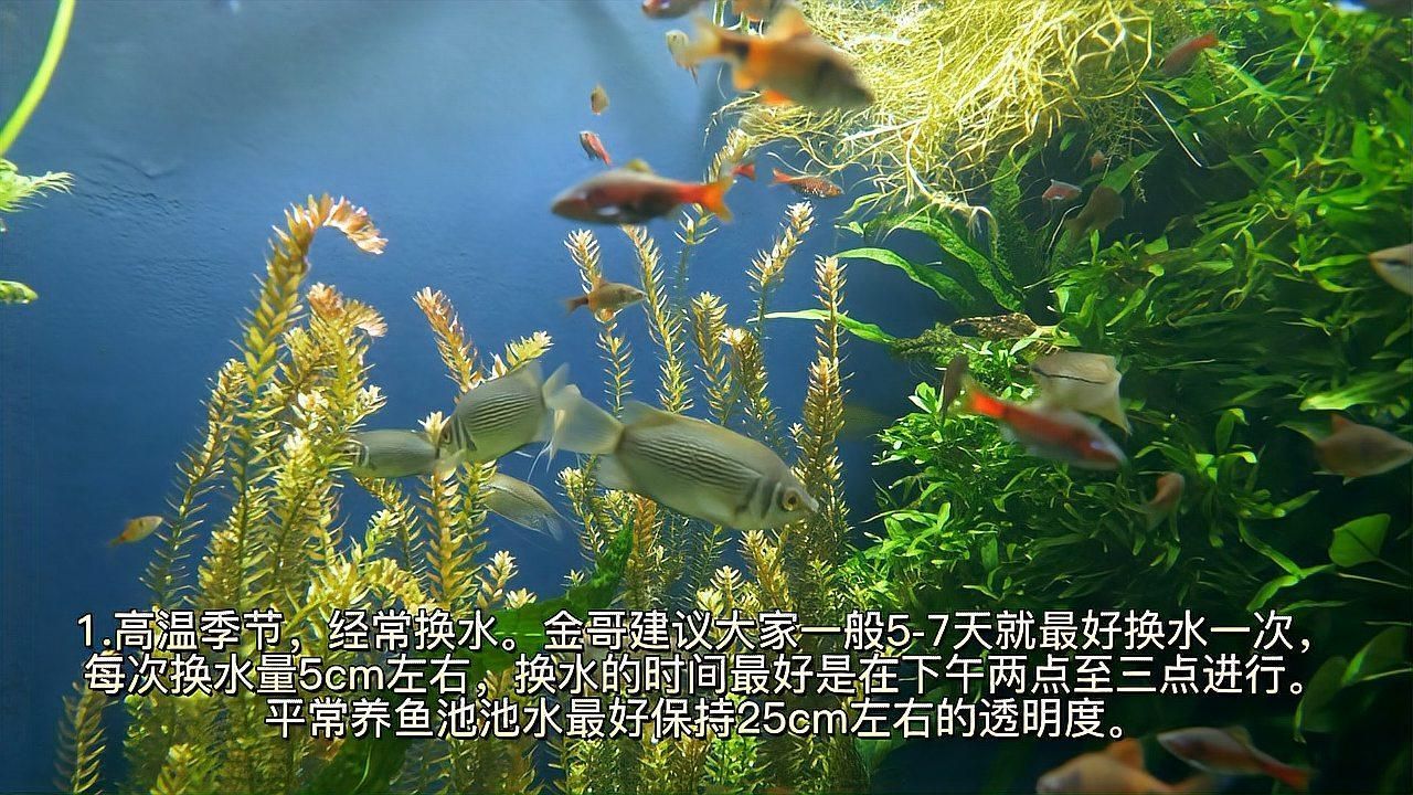 龍魚浮頭最忌三個東西，龍魚浮頭最忌三個東西，你知道嗎？