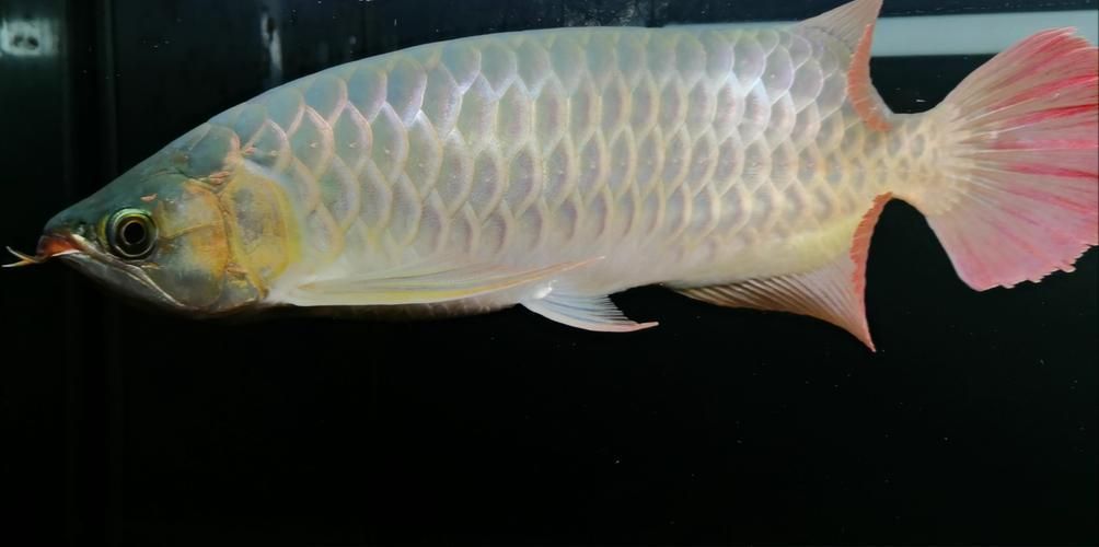 再給我?guī)讉€紅龍魚品牌的信息，紅龍魚之家（homeofreddragons）-