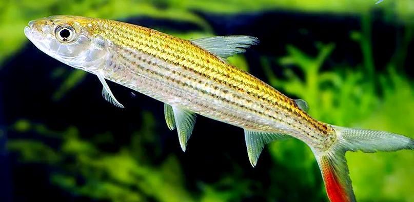 非洲猛魚如何飼養？，非洲猛魚如何飼養 非洲猛魚如何飼養？，非洲猛魚如何飼養 龍魚百科 第1張