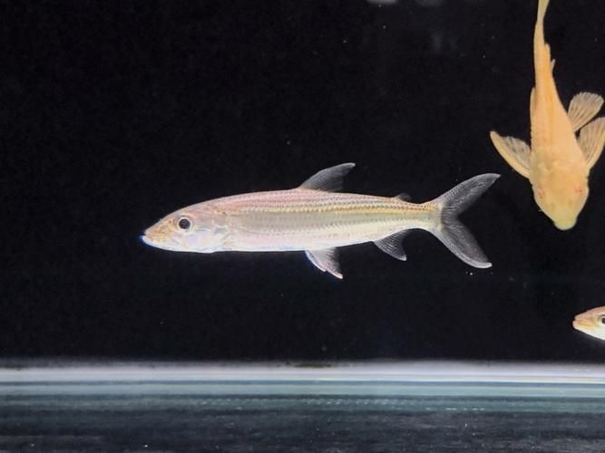 非洲猛魚如何飼養？，非洲猛魚如何飼養 非洲猛魚如何飼養？，非洲猛魚如何飼養 龍魚百科 第5張