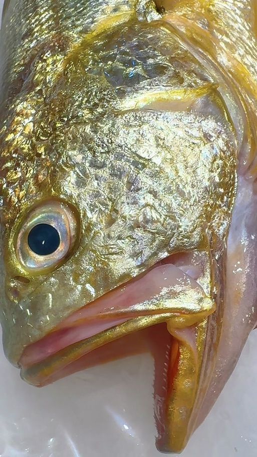 非洲猛魚如何飼養？，非洲猛魚如何飼養 非洲猛魚如何飼養？，非洲猛魚如何飼養 龍魚百科 第2張