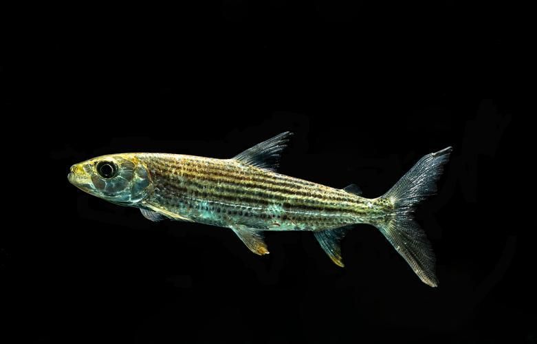 非洲猛魚如何飼養？，非洲猛魚如何飼養 非洲猛魚如何飼養？，非洲猛魚如何飼養 龍魚百科 第3張